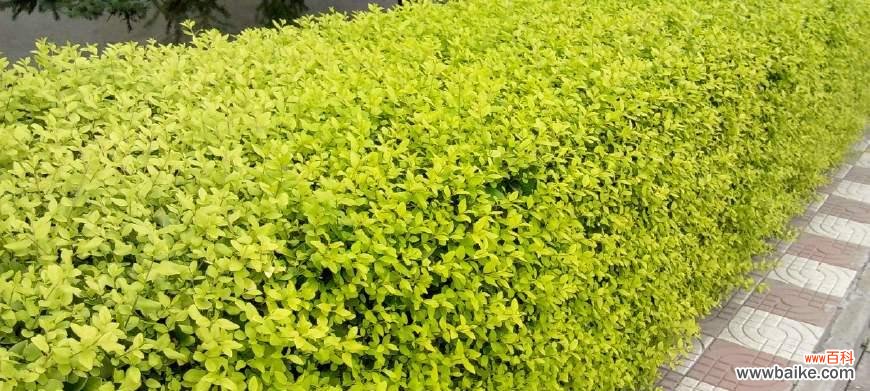 解读大叶女贞的风水意义与正确摆放位置 大叶女贞的风水寓意与摆放位置