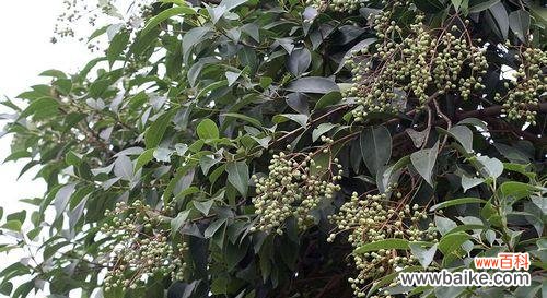 解读大叶女贞的风水意义与正确摆放位置 大叶女贞的风水寓意与摆放位置