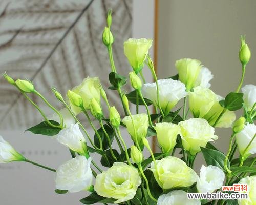 传递清纯与祝福的白色洋桔梗 洋桔梗花语与寓意