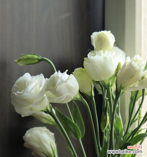 传递清纯与祝福的白色洋桔梗 洋桔梗花语与寓意