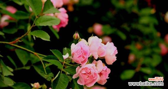 探秘蔷薇花的花语 蔷薇花的花语与寓意