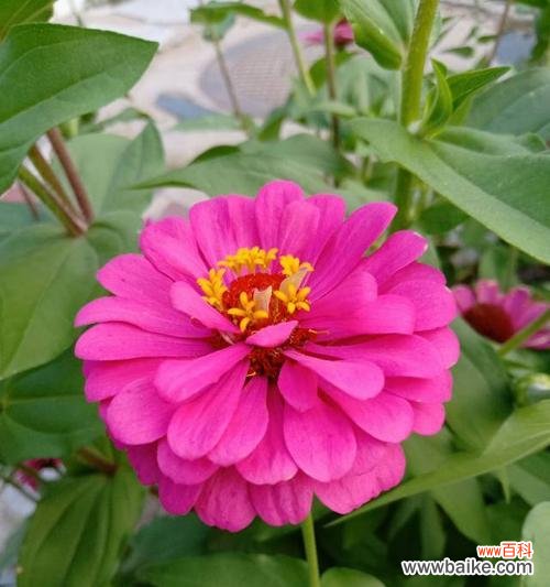 探索生命中的成长之路 以象征步步高升的植物为主题的文章