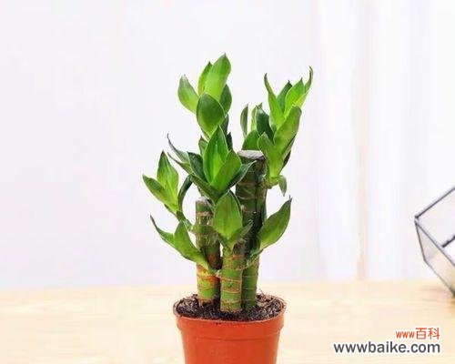 探索生命中的成长之路 以象征步步高升的植物为主题的文章