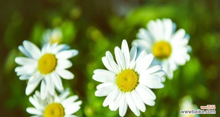 探索小邹菊的花语及其寓意 小邹菊的花语之美