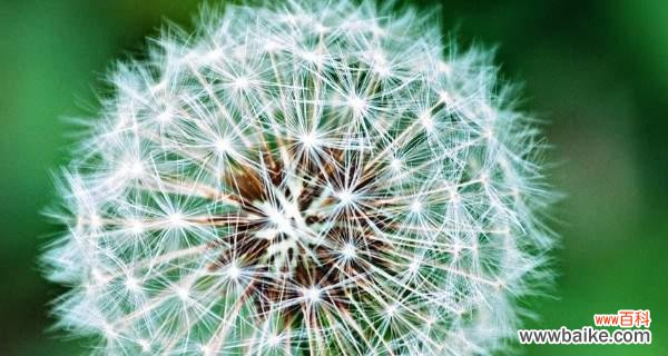 点亮希望 蒲公英的花语与寓意——微弱却坚强的生命力