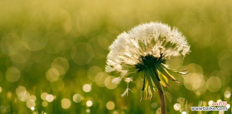 点亮希望 蒲公英的花语与寓意——微弱却坚强的生命力