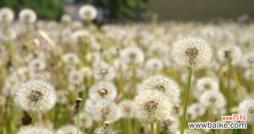 点亮希望 蒲公英的花语与寓意——微弱却坚强的生命力