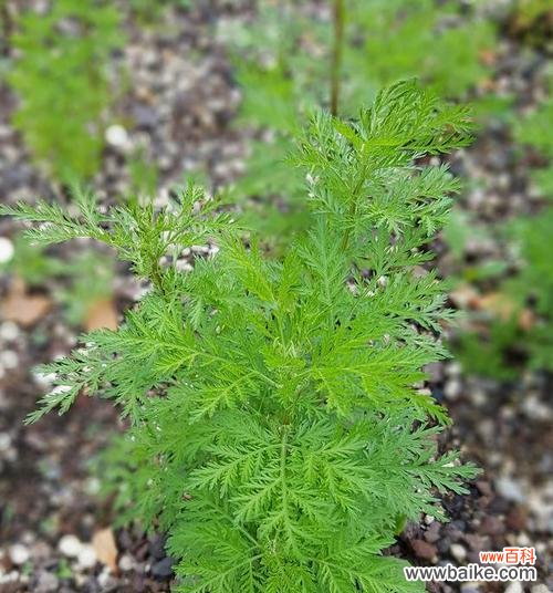 探寻生命中的小而伟大 植物世界的平凡之美