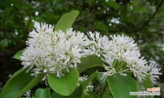 探寻生命中的小而伟大 植物世界的平凡之美