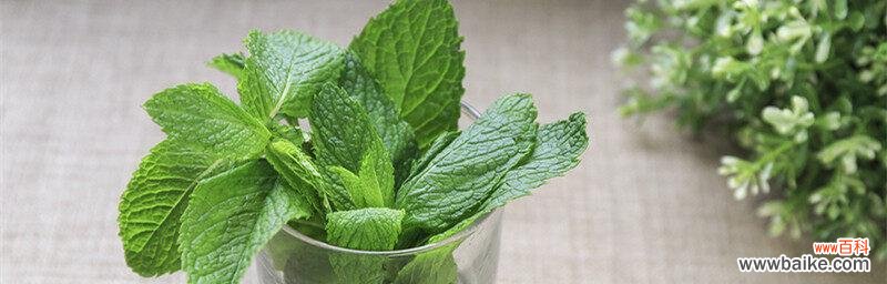 解读薄荷花的独特语言 薄荷花的花语与寓意