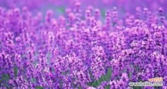 薰衣草的浪漫与宁静 薰衣草的花语与寓意