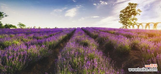 薰衣草的浪漫与宁静 薰衣草的花语与寓意