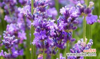 薰衣草的浪漫与宁静 薰衣草的花语与寓意
