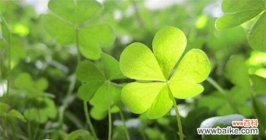 探索幸运与希望的绿色守护者 三叶草的含义与象征