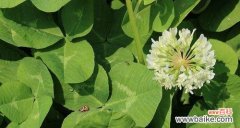 探索幸运与希望的绿色守护者 三叶草的含义与象征