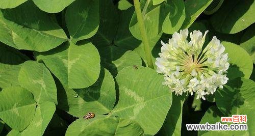 探索幸运与希望的绿色守护者 三叶草的含义与象征