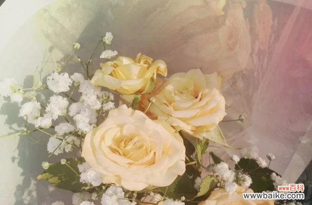 橙玫瑰的花语与涵义解读 橙玫瑰花语