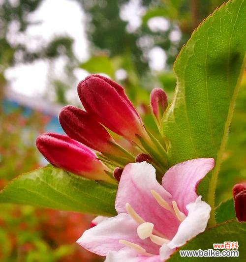 用锦带花传递情感和祝福的意义与方法 锦带花的花语