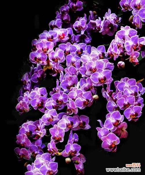 探寻紫色玉兰花的深层内涵 紫色玉兰花的寓意与象征