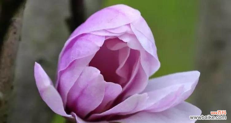 探寻紫色玉兰花的深层内涵 紫色玉兰花的寓意与象征