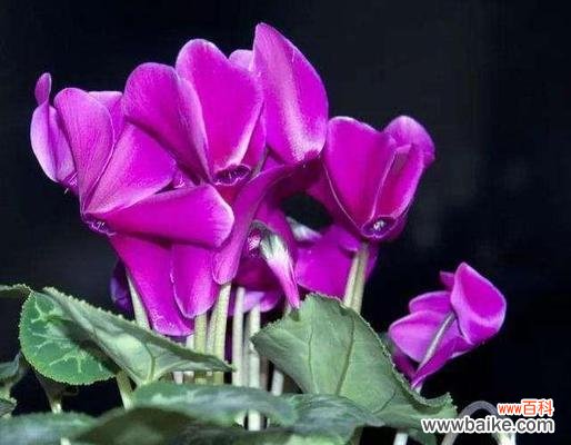 探寻紫色玉兰花的深层内涵 紫色玉兰花的寓意与象征