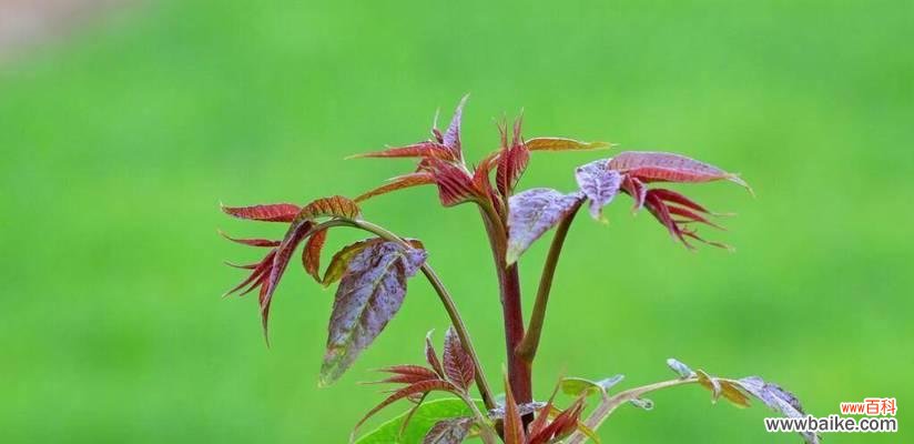 以香椿树开花预示着什么意思 香椿开花的寓意与象征