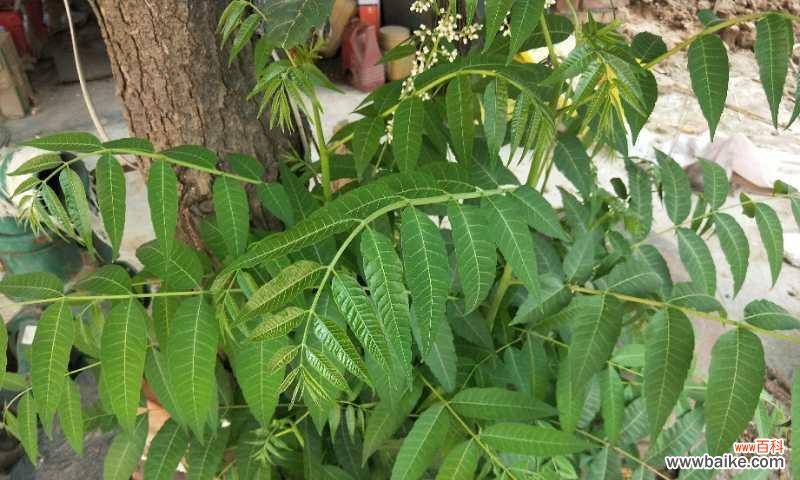 以香椿树开花预示着什么意思 香椿开花的寓意与象征