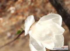 玉兰花的花语及其象征意义 白色玉兰花花语