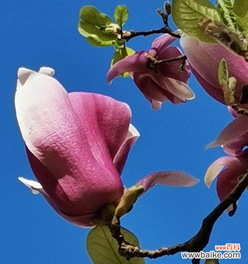 玉兰花的花语及其象征意义 白色玉兰花花语