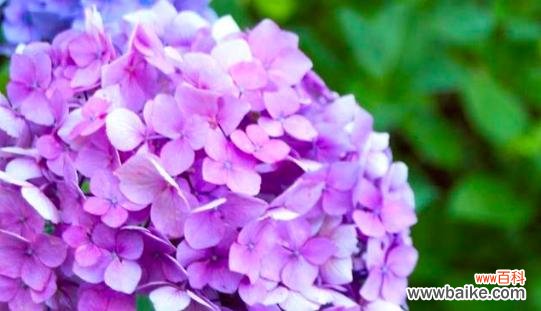 逐花解康复之谜 康复之花