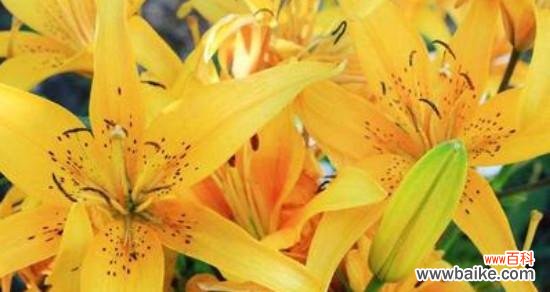 什么花的花语代表残忍？这种花的含义是什么？