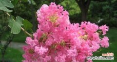 什么花的花语代表残忍？这种花的含义是什么？