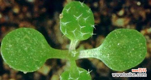 什么花的花语代表残忍？这种花的含义是什么？