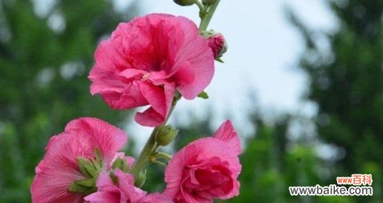 什么花的花语代表灿烂？如何用花语表达灿烂的心情？