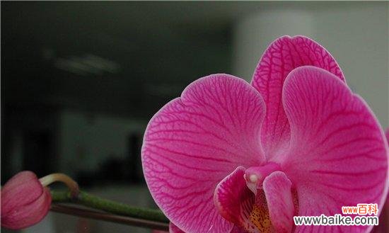 什么花的花语代表灿烂？如何用花语表达灿烂的心情？