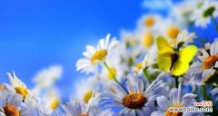 什么花代表成功？揭秘成功花语背后的含义？