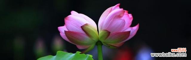 什么花代表成功？揭秘成功花语背后的含义？