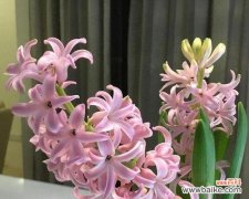 探索花语 水培风信子花语的奇妙世界