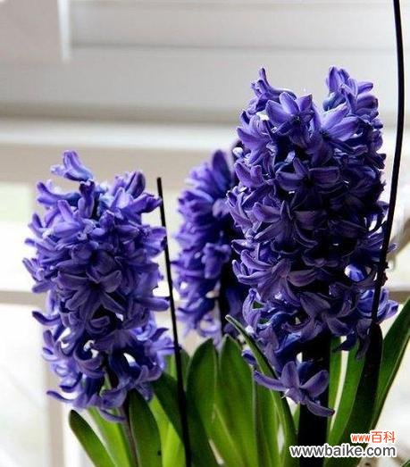 探索花语 水培风信子花语的奇妙世界