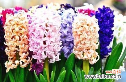 探索花语 水培风信子花语的奇妙世界