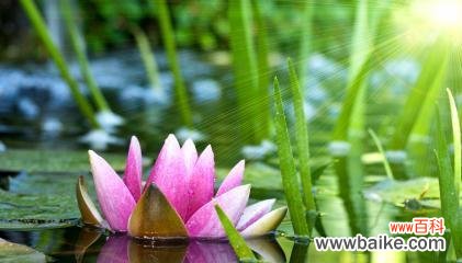 莲花之美与生命的象征意义 以莲花花语传递的深刻含义