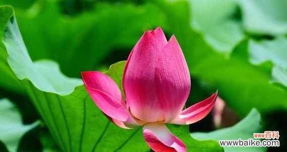 莲花之美与生命的象征意义 以莲花花语传递的深刻含义