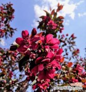 垂丝海棠花语解读 垂丝海棠，花开寄情