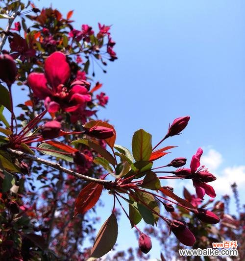 垂丝海棠花语解读 垂丝海棠,花开寄情