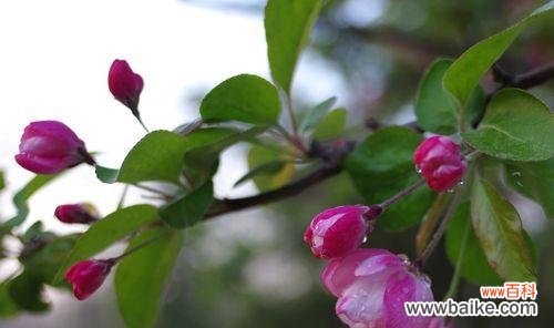 垂丝海棠花语解读 垂丝海棠,花开寄情