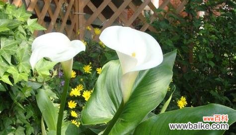 深入探究莲藕的寓意 莲藕的象征与风水意义