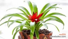 探索幸运之道 招财进宝