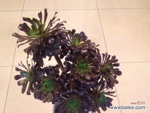 探索黑暗中的美丽与恐惧 黑暗之花