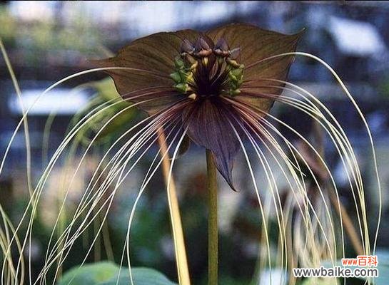 探索黑暗中的美丽与恐惧 黑暗之花