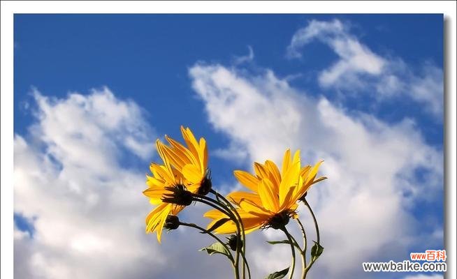 用生命的绿意传递希望 积极向上的植物——自然的助推者